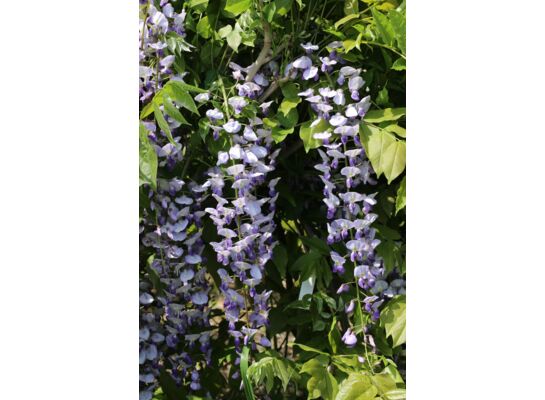 Wisteria w odmianach wys. 50-70 cm don. 3Ll