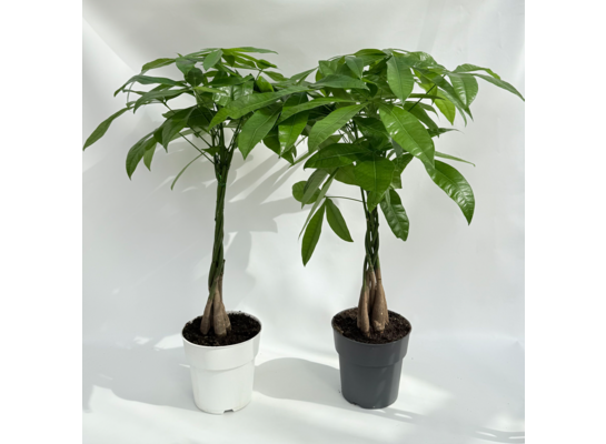 Pachira don. 19 cm