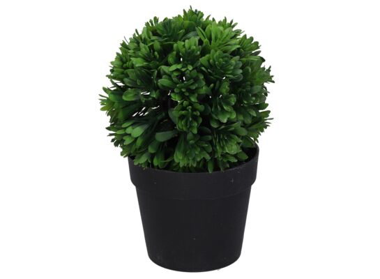 Roślina w doniczce 17 cm