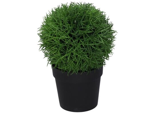 Roślina w doniczce 17 cm