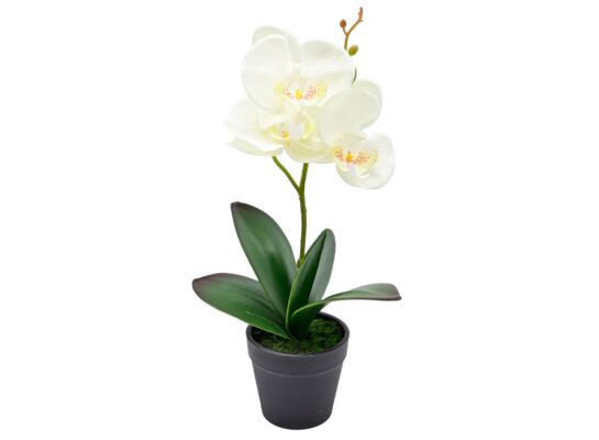 Storczyk w doniczce 30 cm