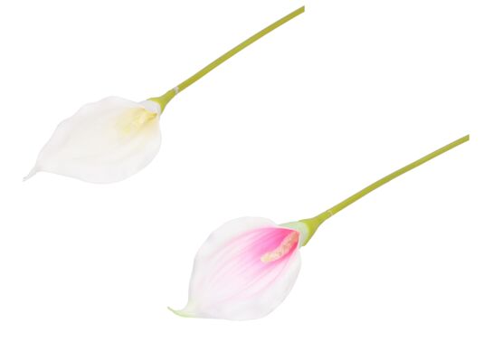 Kalla pojedyncza pianka 60 cm