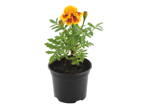 Aksamitka mix don. 9 cm