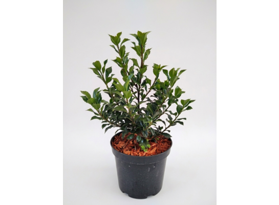 Ostrokrzew 30-40 cm C2