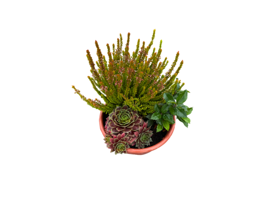 Misa Pamięci mała 20 cm