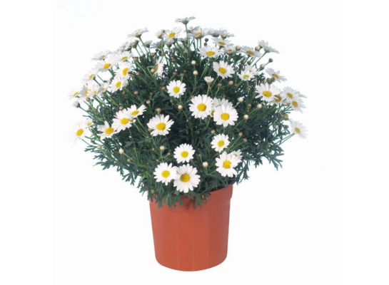 Margaretka wys. 50 cm don. 14 cm
