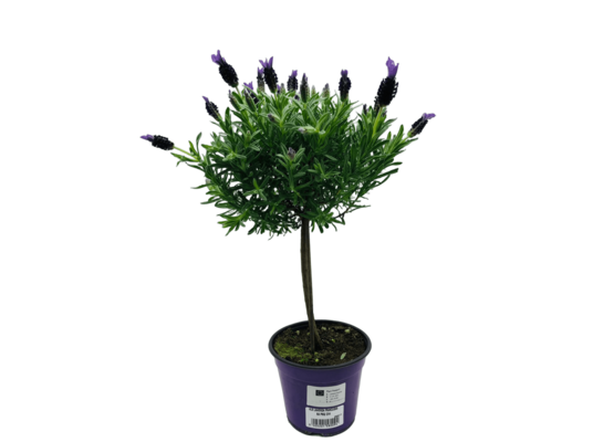 Lawenda francuska na pniu wys. 40 cm don. 14 cm