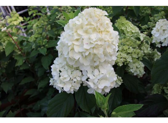 Hortensja bukietowa Magical Mont Blanc wys. 40-50 cm don. 3 l