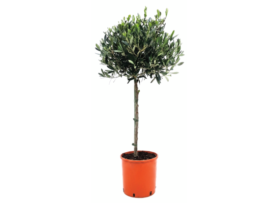 Drzewko oliwne wys. 70 cm don. 20 cm