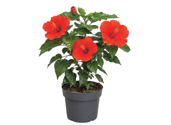 Hibiskus wys. 38 cm don. 13 cm mix kolorów