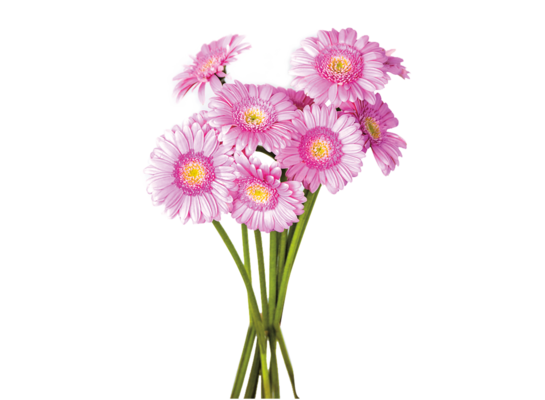 Gerbera bukiet wys. 50 cm mix kolorów
