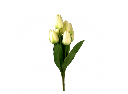 Bukiet 9 tulipanów wys. 42 cm kremowy