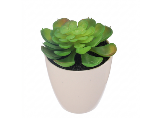 Sukulent w plastikowej doniczce 15 cm zielony