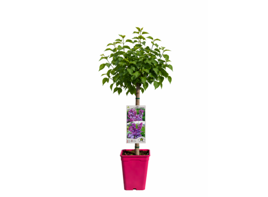 Lilaki szczepione na pniu C6 wys. 120 cm