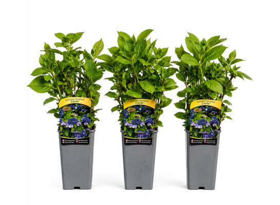 Hortensja ogrodowa C2 wys.60 cm