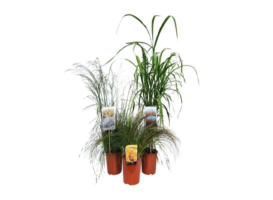 Trawy ozdobne mix gatunków C4 wys. 90 cm