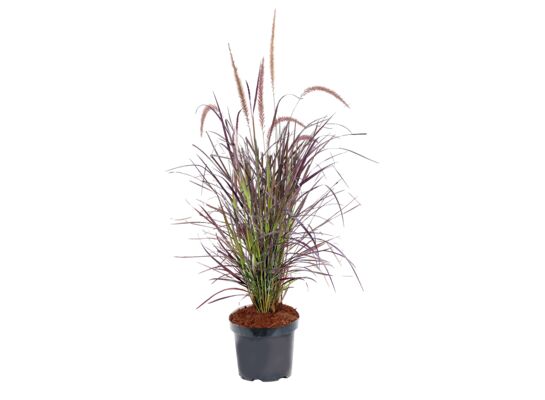 Rozplenica japońska rubrum don. 17 cm wys. 55 cm