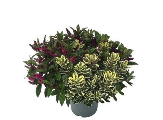Hebe addenda donna trio wys. 45 cm