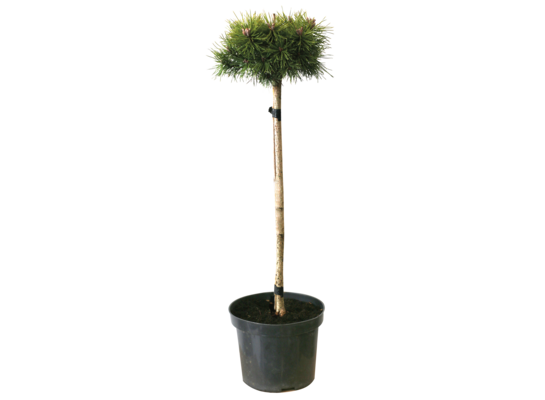 Iglaki szczepione w odm., don. 19 cm wys. 30-40 cm