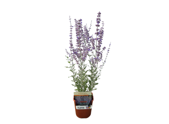 Perovskia wys. 40 cm don.17 cm