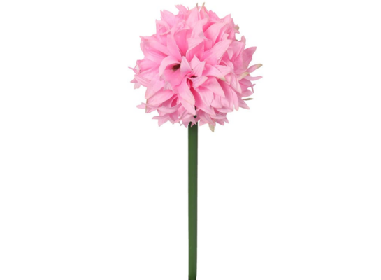 Czosnek na grubej łodydze 78 cm