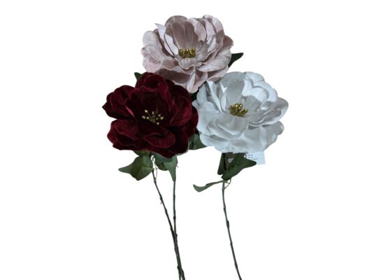 Kamelia pojedyńcza 72 cm