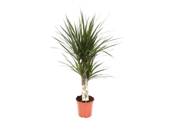 Dracena marginata wys. 115 cm don. 21 cm