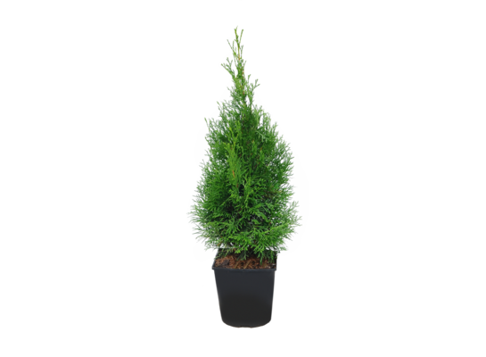 Żywotnik zachodni Smaragd wys. 110 cm don. 23 cm
