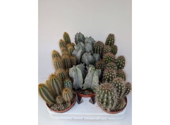 Kaktus wys. 17 cm don. 10,5 cm mix