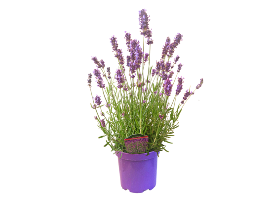 Lawenda mix wys. 15-25 cm C1
