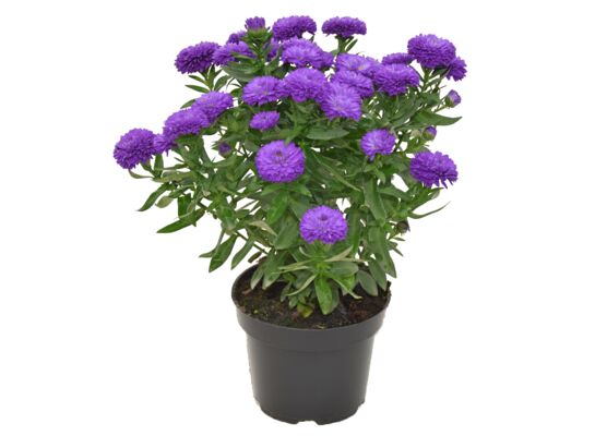 Aster mix don. 11 cm