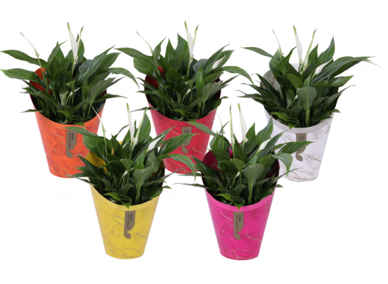 Skrzydłokwiat osłonka papierowa mix don. 15 cm