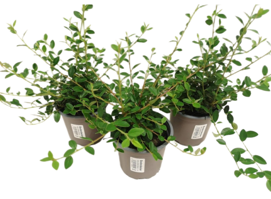 Irga mix don. 11 cm