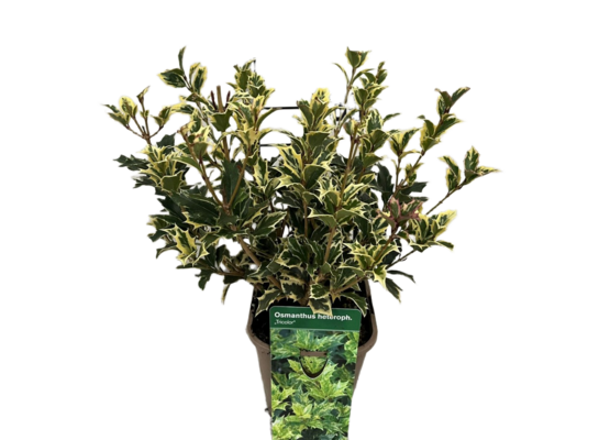 Wończa różnolistny tricolor don.14 cm