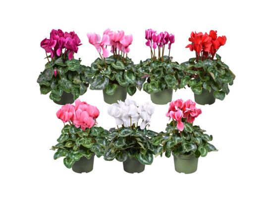 Cyklamen mix don. 13 cm