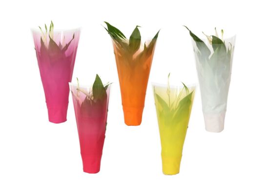 Skrzydłokwiat kolorowy rękaw mix don. 9 cm