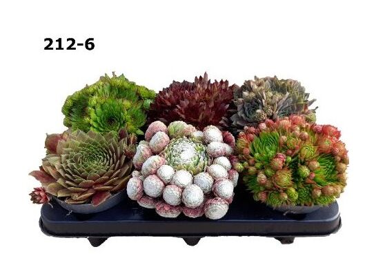 Rojnik mix don. 12 cm wys. 18 cm