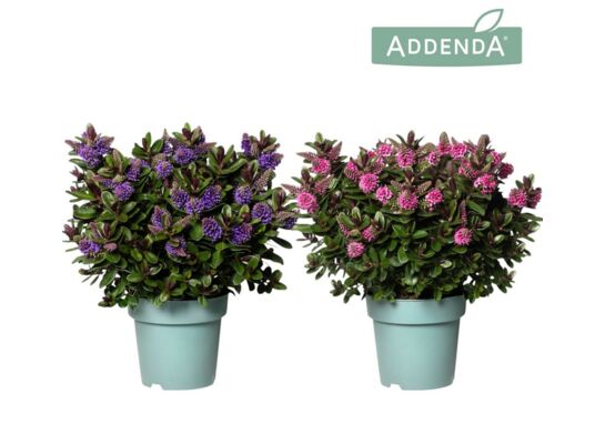 Hebe vinoa mix don. 15 cm