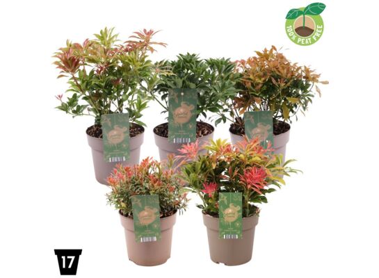 Pieris japoński mix don. 17 cm