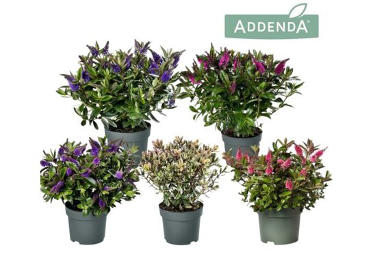 Hebe mix don. 15 cm