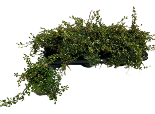 Irga rozesłana mix don. 11 cm