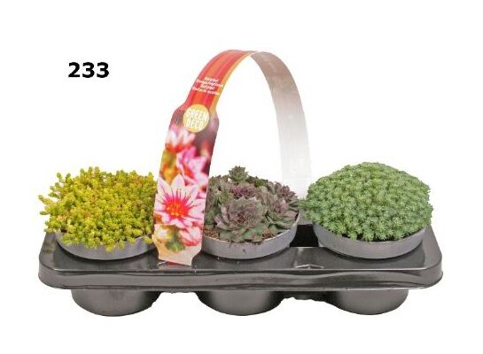 Rozchodnik + rojnik mix 3-pak don. 12 cm