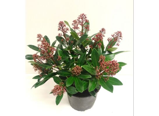Skimmia japońska rubella don. 17 cm