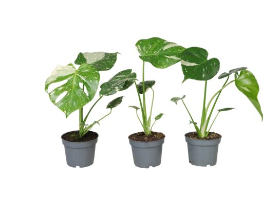 Monstera Thai Constellation wys. 40 cm don. 12 cm