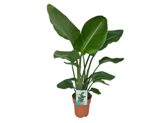 Strelitzia Nicolai don.19 cm wys.110 cm