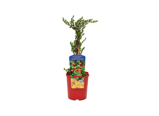 Żurawina wielkoowocowa, wys. 20-40 cm don. 2 l