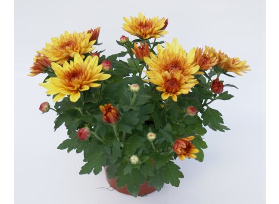 Chryzantema średniokwiatowa don. 12 cm wys. 25 cm