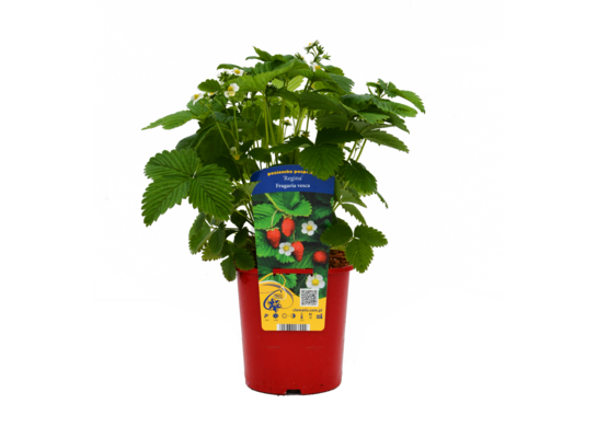 Poziomka wys. 30 cm don. 2 l
