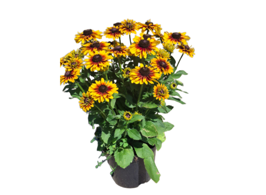Rudbekia XL wys. 50 cm