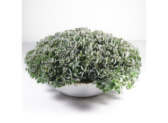 Rojnikowiec łuskowaty wys. 30 cm mix